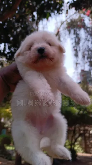 1-3 months Female Purebred Havanese