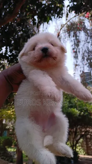 1-3 months Female Purebred Havanese