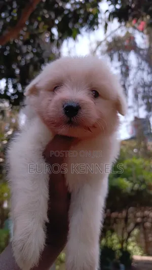 1-3 months Female Purebred Havanese