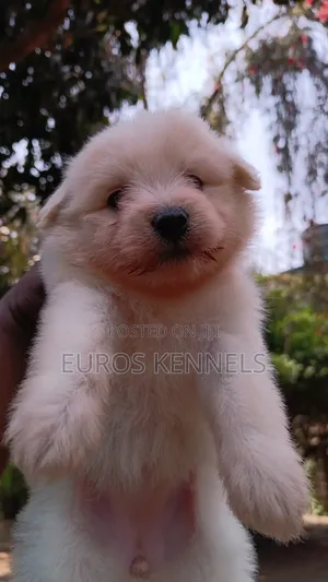1-3 months Female Purebred Havanese
