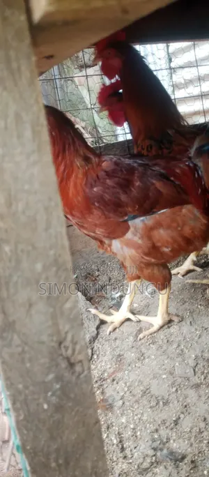 Kienyenji Chicken