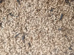 Black Soldier Fly