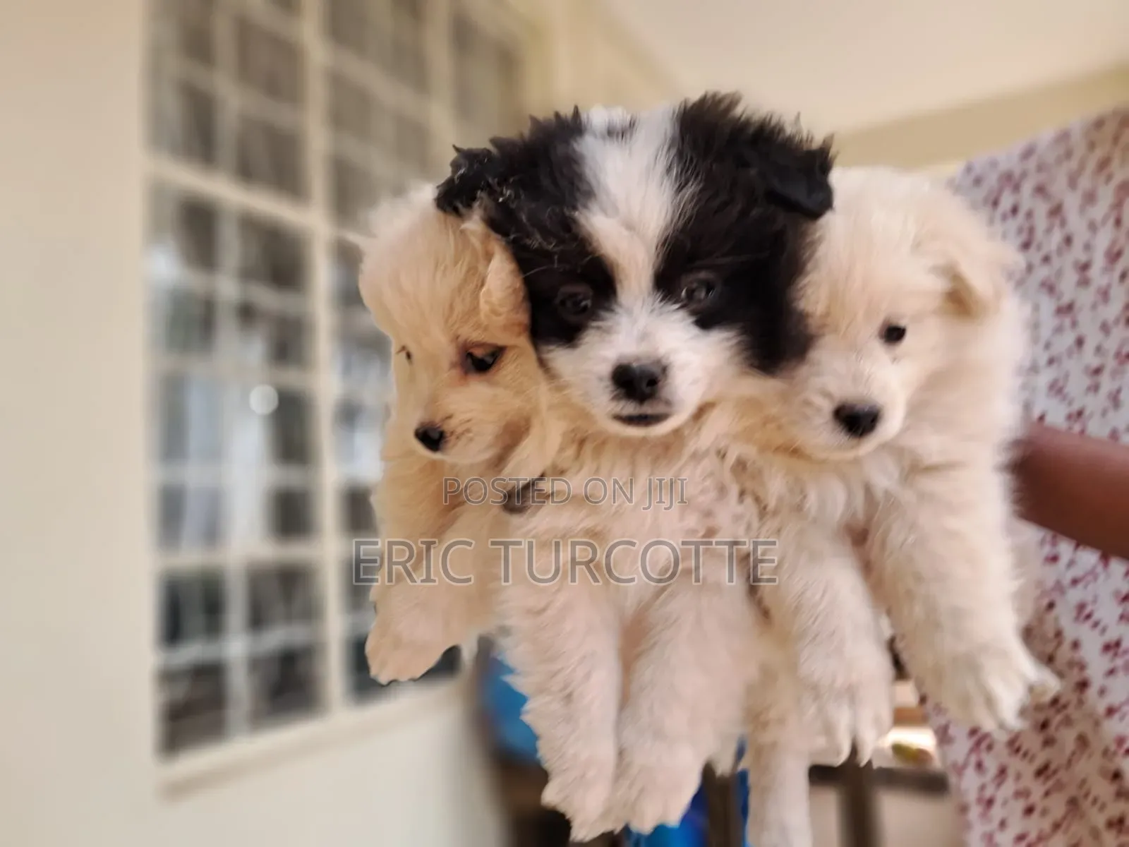 1-3 months Female Mixed Breed Dog