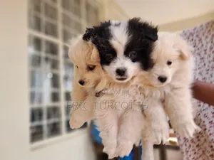 1-3 months Female Mixed Breed Dog
