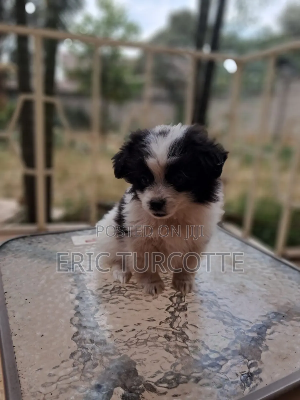 1-3 months Female Mixed Breed Dog