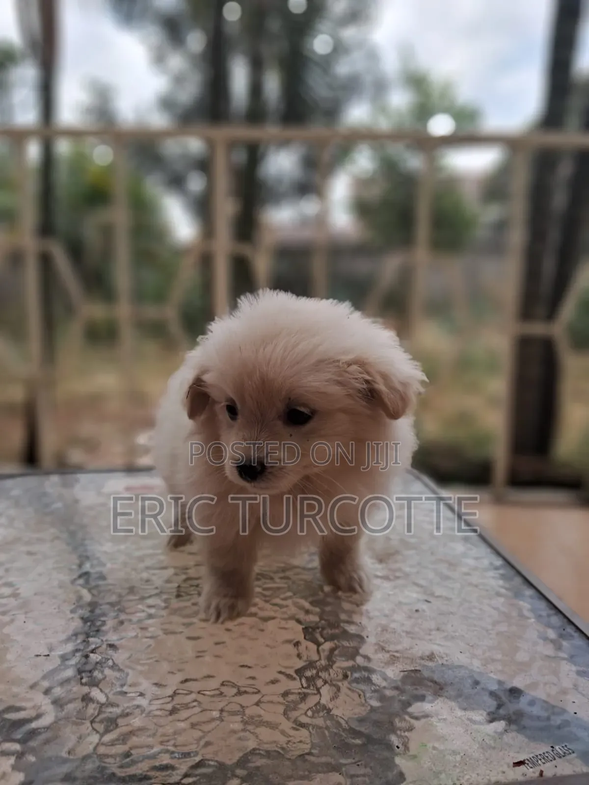 1-3 months Female Mixed Breed Dog