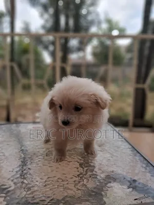 1-3 months Female Mixed Breed Dog