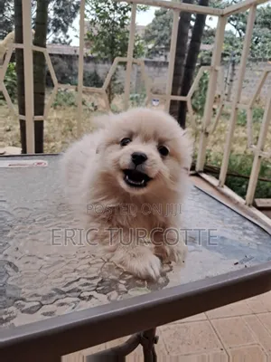 1-3 months Female Mixed Breed Dog