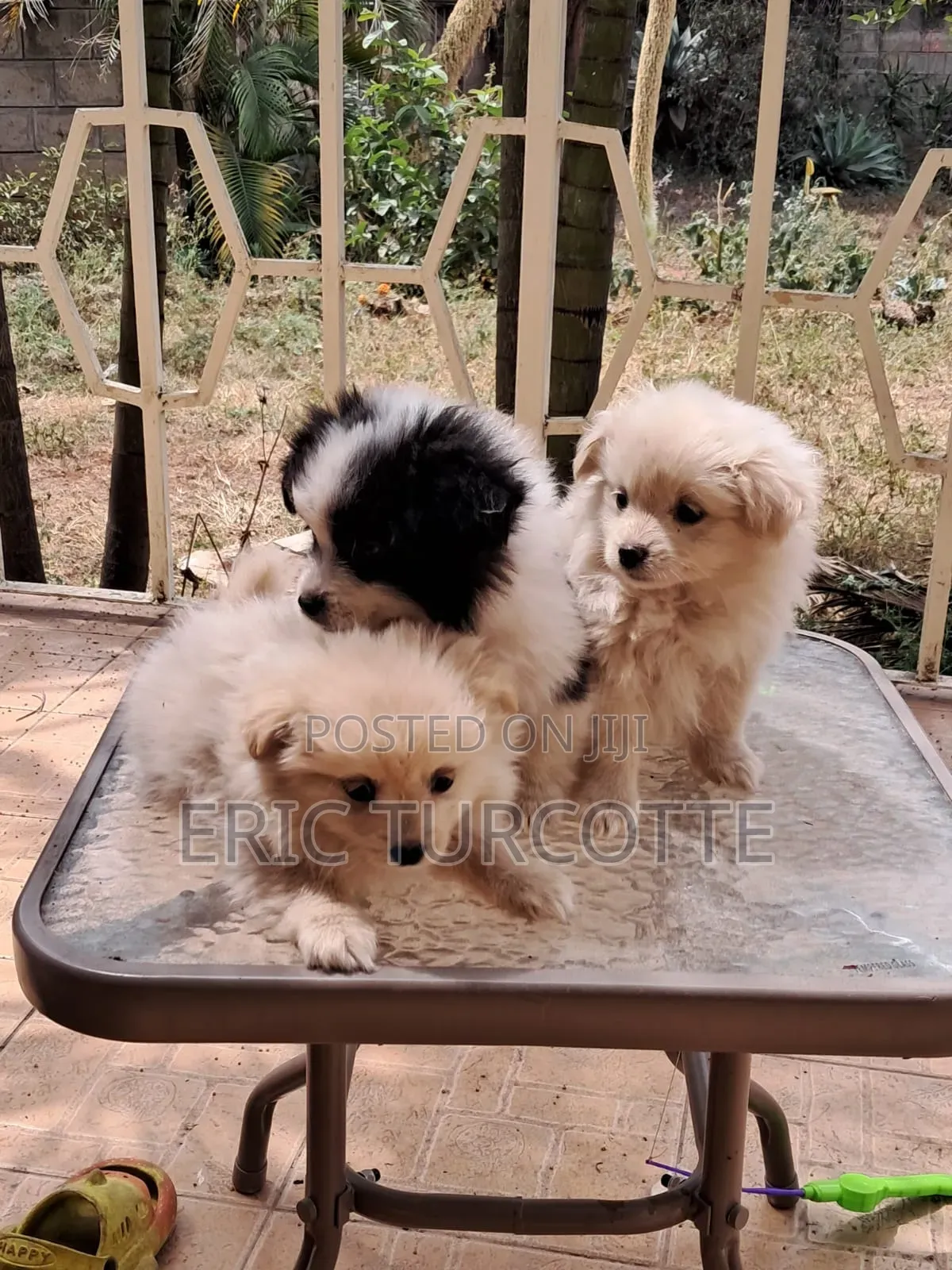 1-3 months Female Mixed Breed Dog