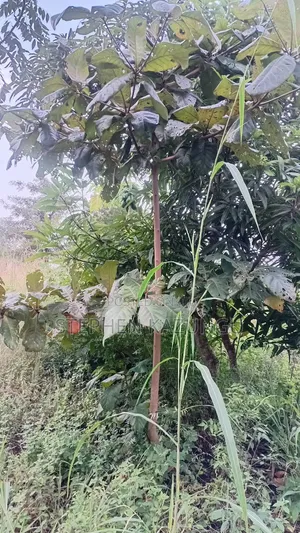 Nice 3/4 Acre Size Plot on Beach Side of Mwabungo at Mtendegwa Area.