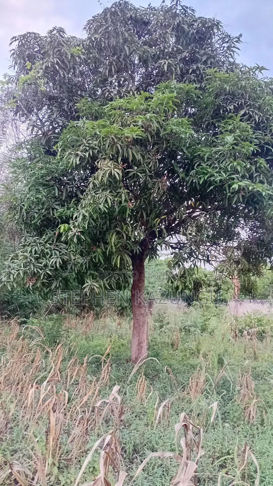 Nice 3/4 Acre Size Plot on Beach Side of Mwabungo at Mtendegwa Area.