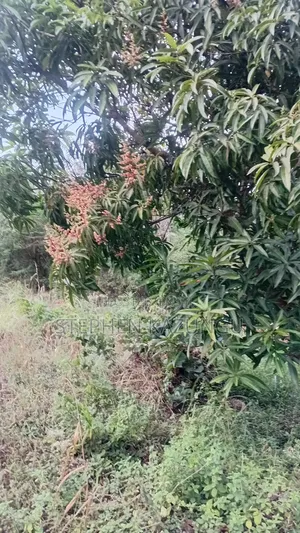 Nice 3/4 Acre Size Plot on Beach Side of Mwabungo at Mtendegwa Area.