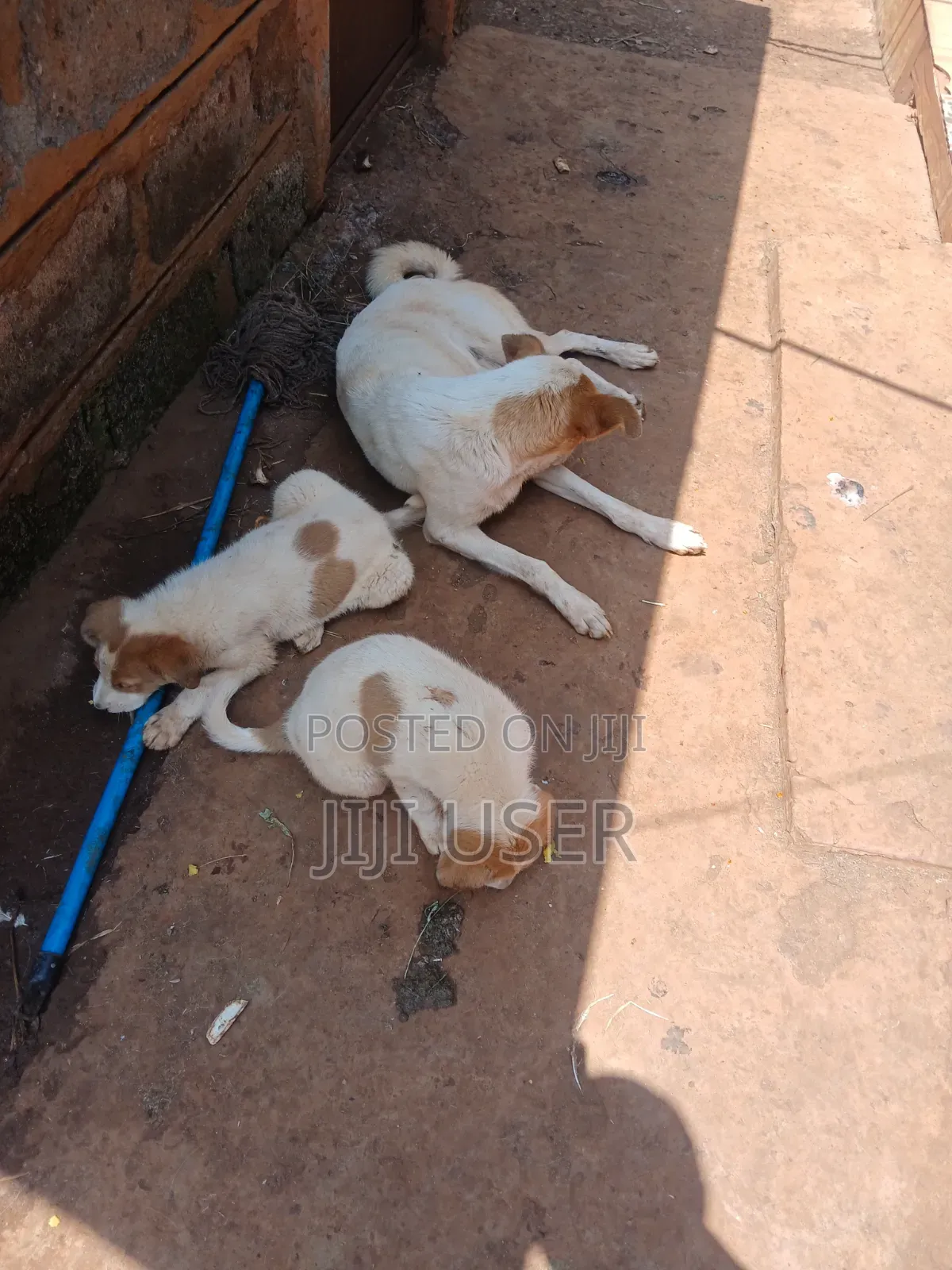 1-3 months Female Mixed Breed Mongrel (No Breed)