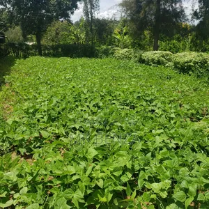 Macvast Gatanga Prime Acres. Gati-Iguru Macvast.