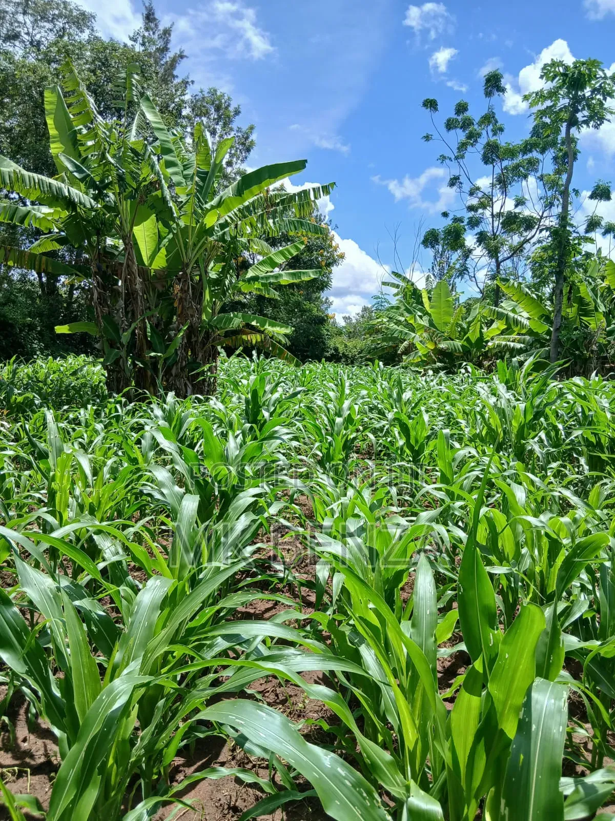 Macvast Gatanga Prime Acres. Gati-Iguru Macvast.