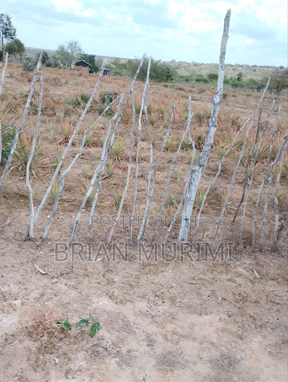 43 Acres on Sale