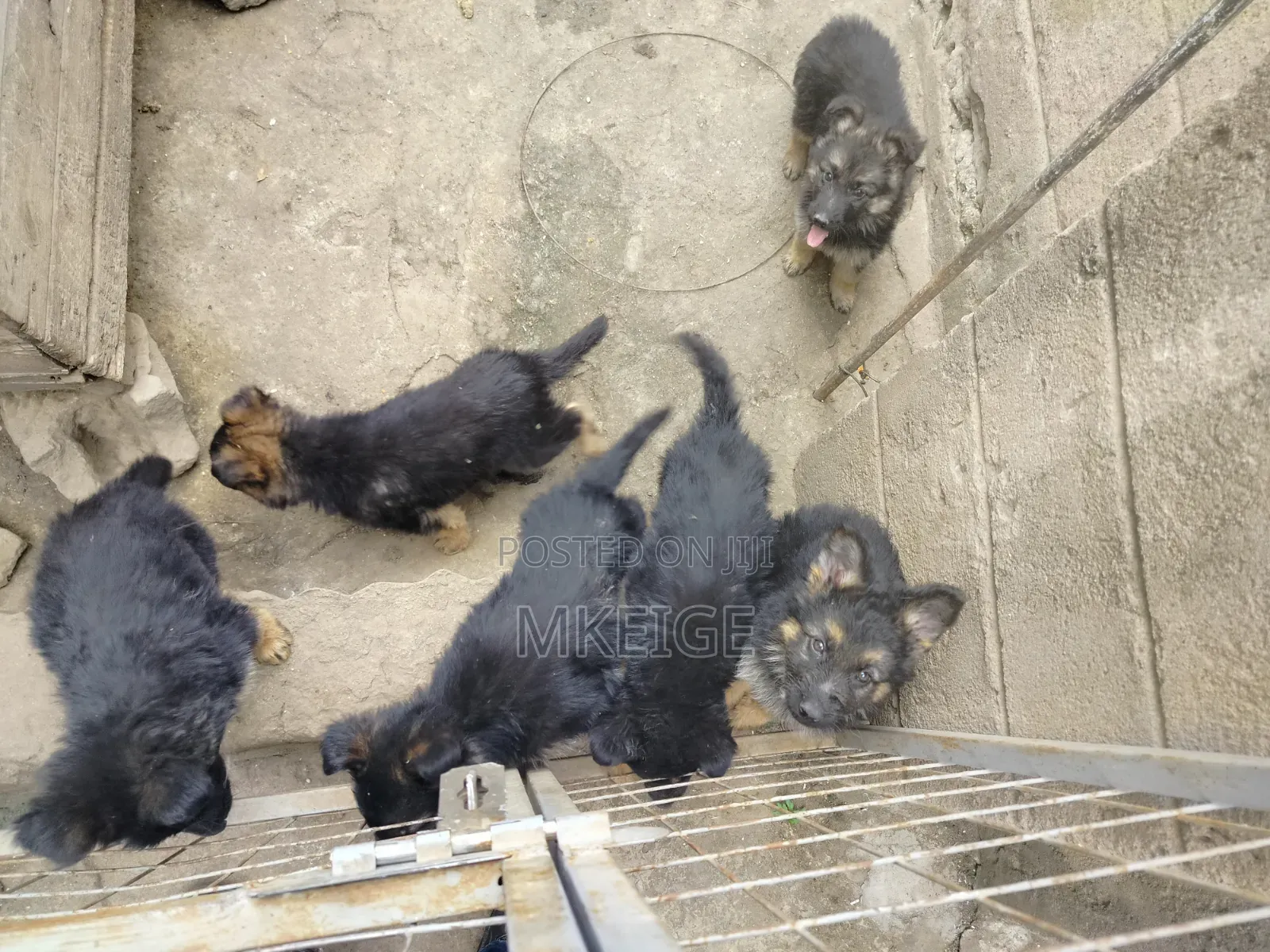 1-3 months Female Purebred German Shepherd