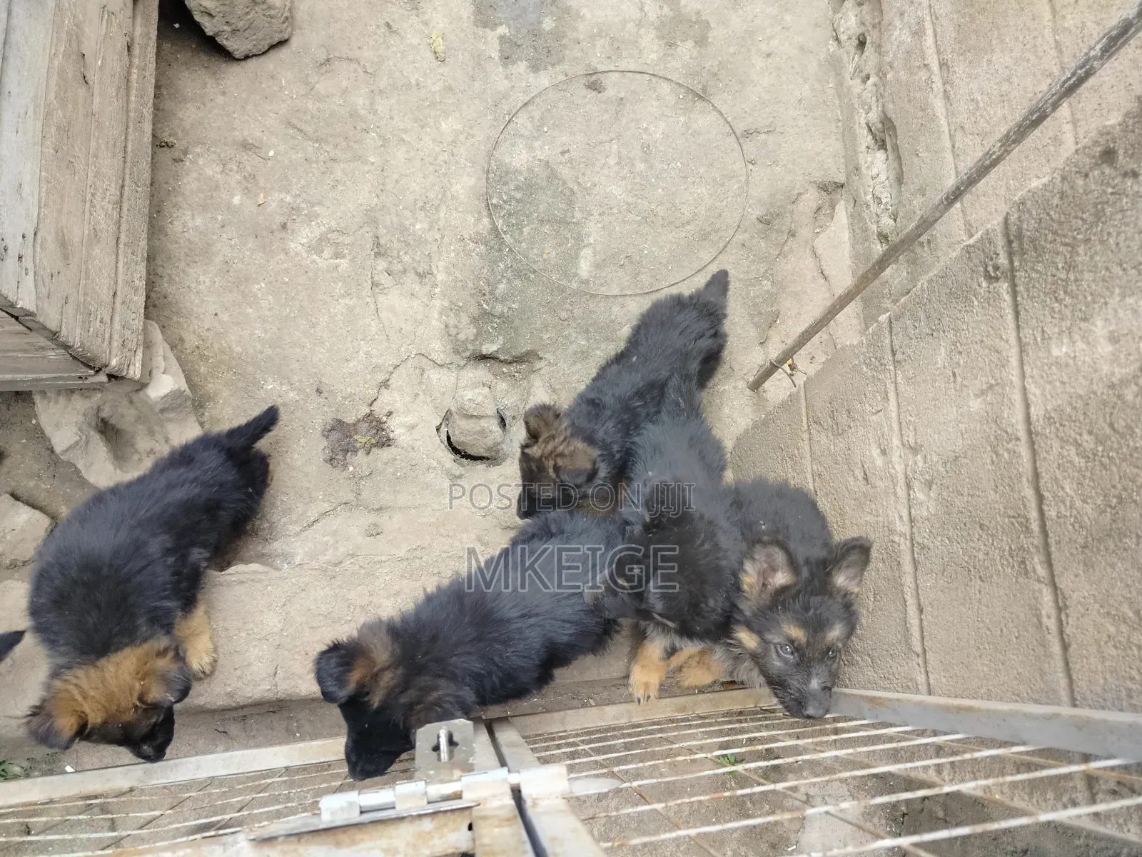 1-3 months Female Purebred German Shepherd