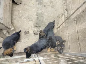 1-3 months Female Purebred German Shepherd