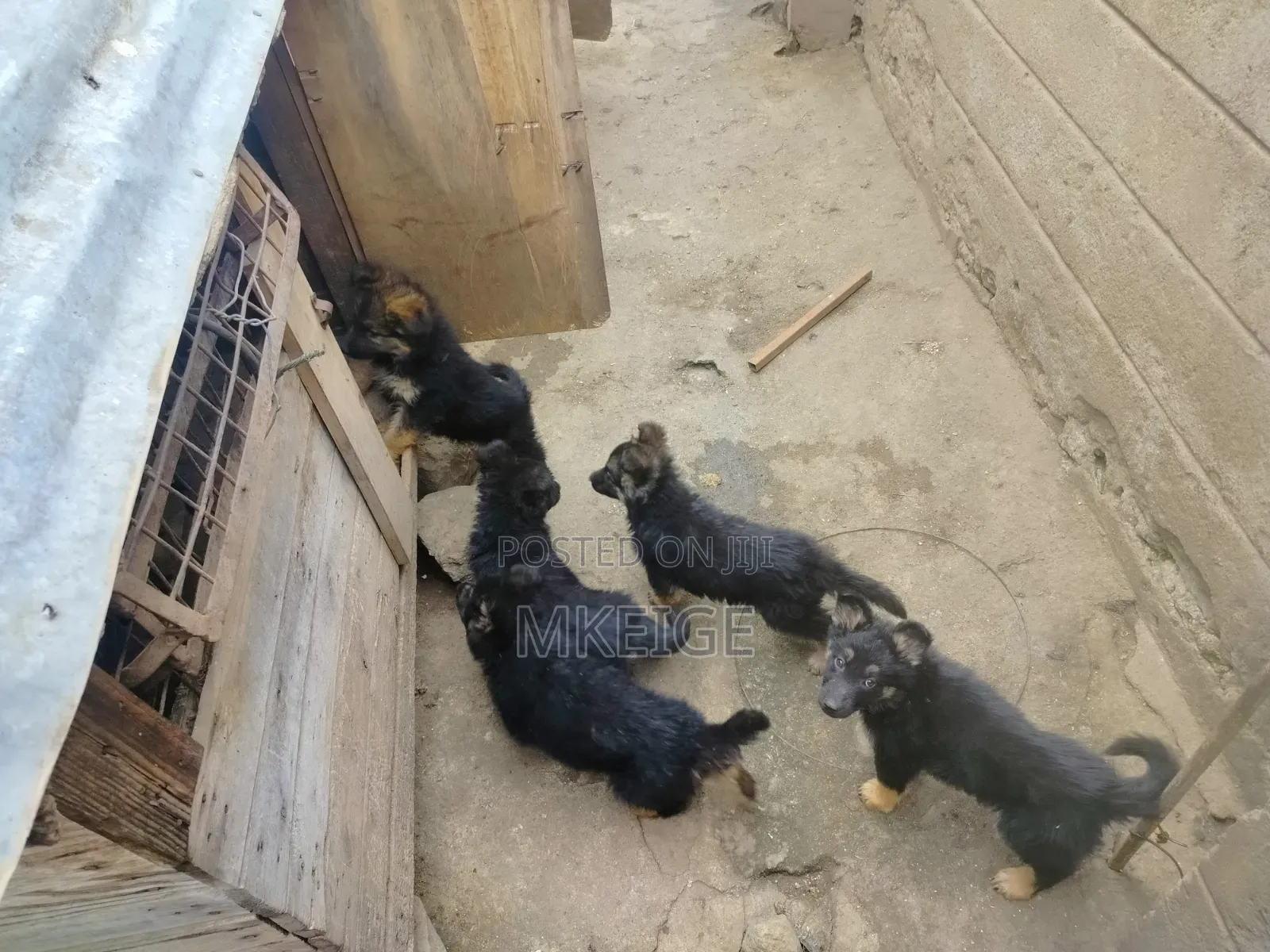 1-3 months Female Purebred German Shepherd