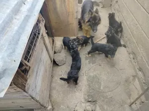 1-3 months Female Purebred German Shepherd