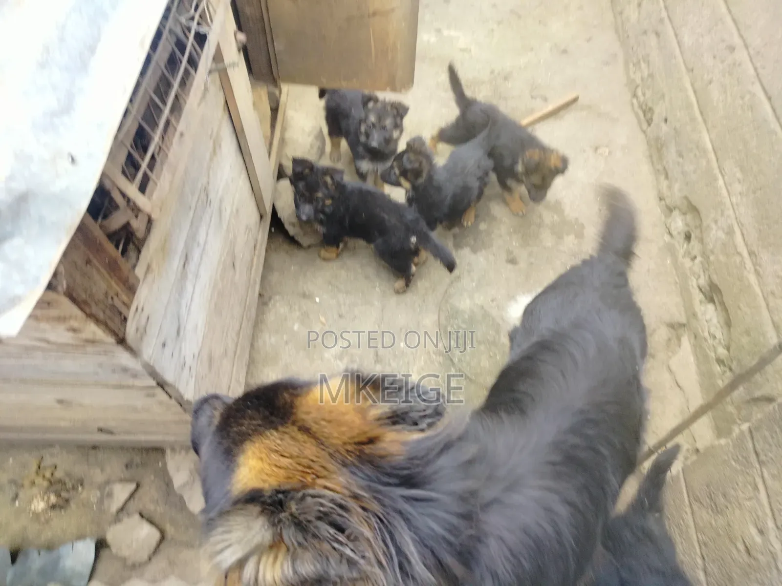 1-3 months Female Purebred German Shepherd