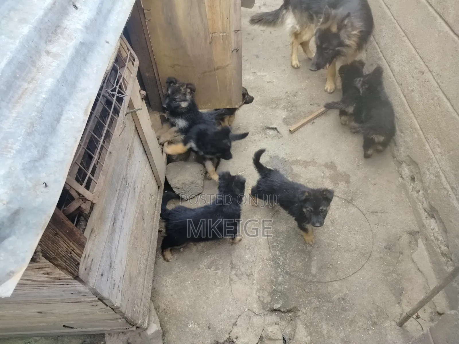 1-3 months Female Purebred German Shepherd