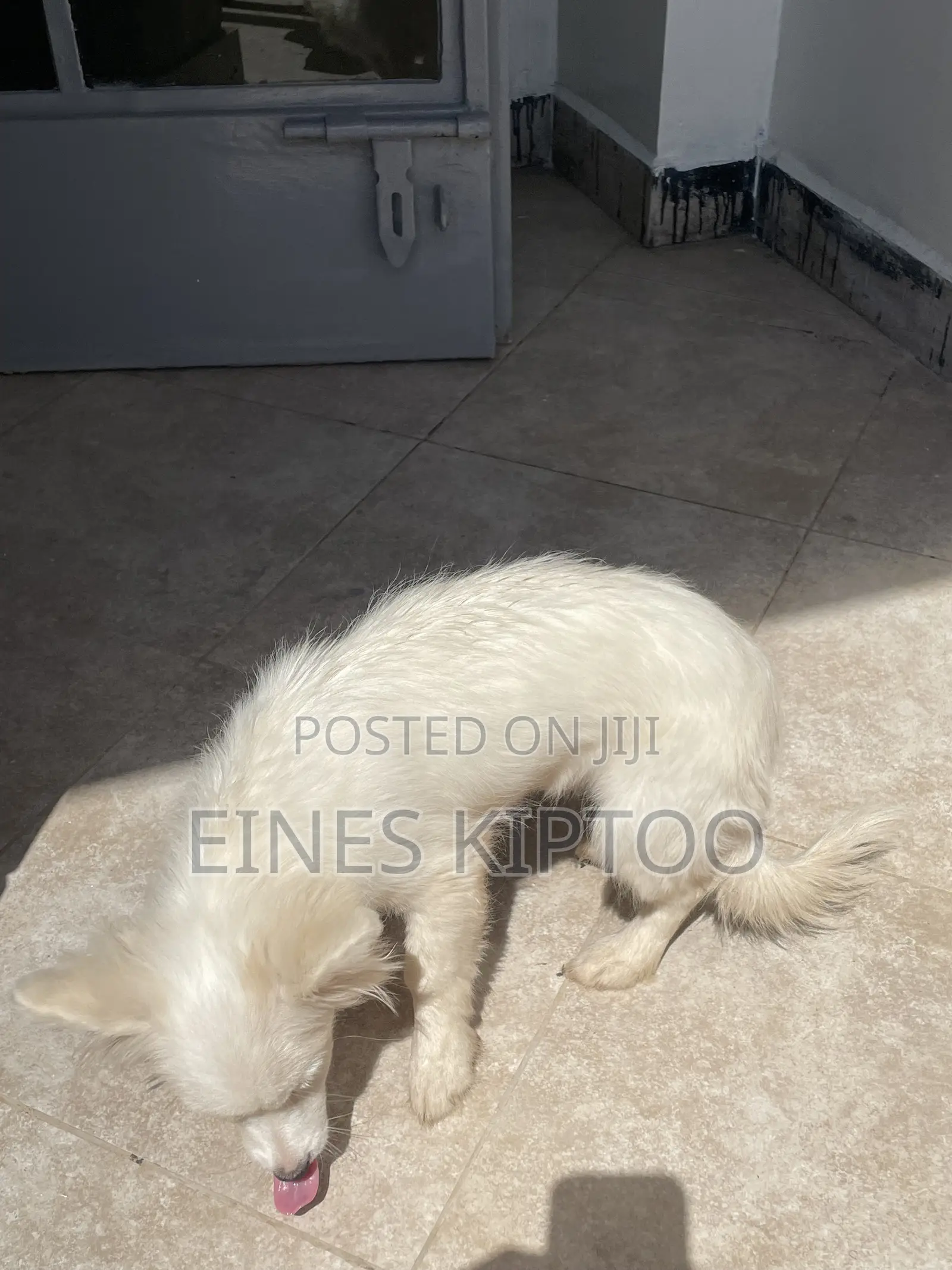 3-6 months Female Purebred Japanese Spitz