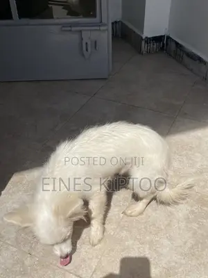 3-6 months Female Purebred Japanese Spitz