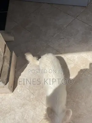 3-6 months Female Purebred Japanese Spitz