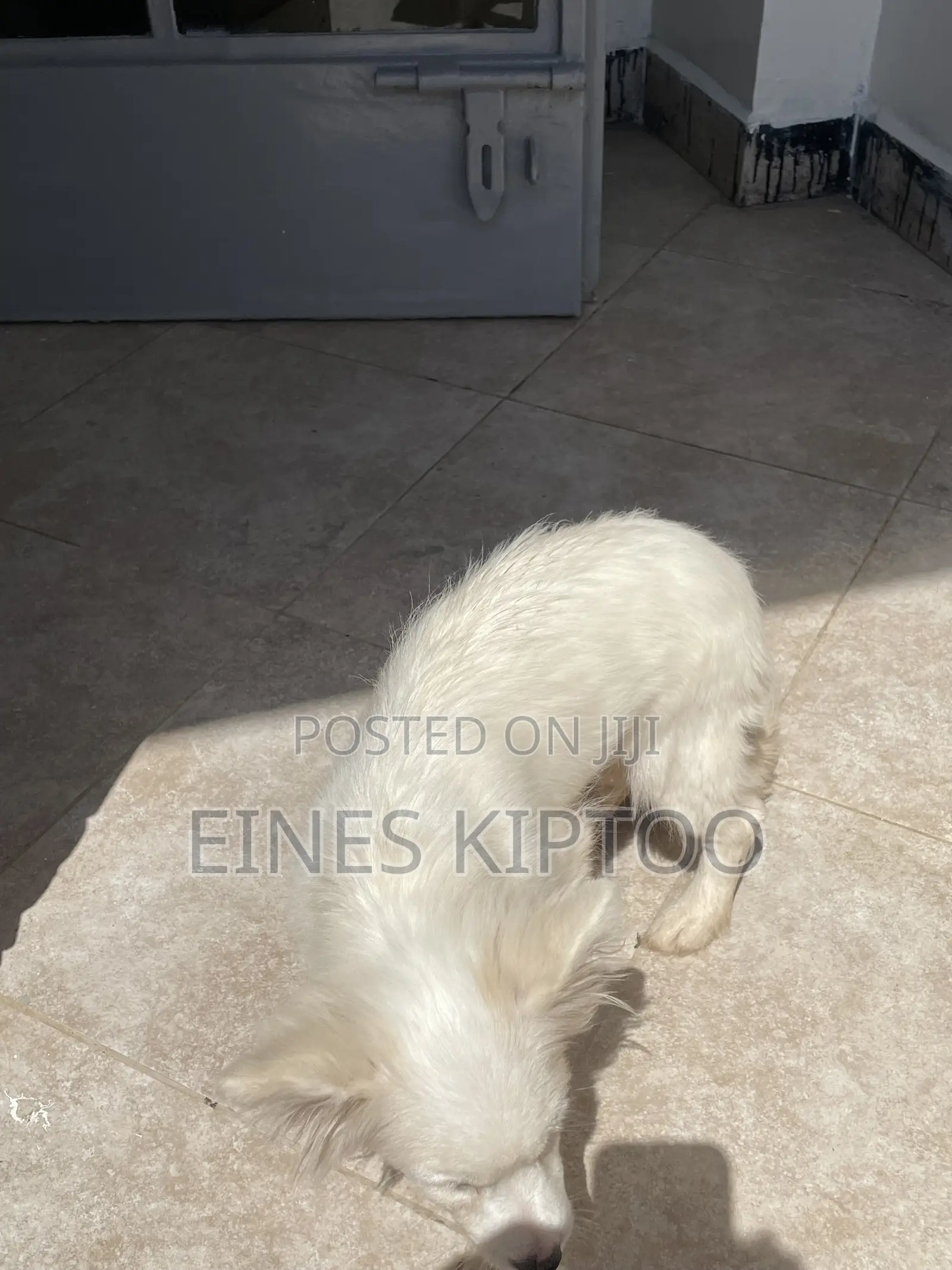 3-6 months Female Purebred Japanese Spitz