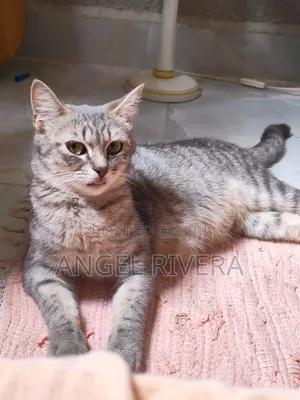 1-3 months Female Mixed Breed Tabby
