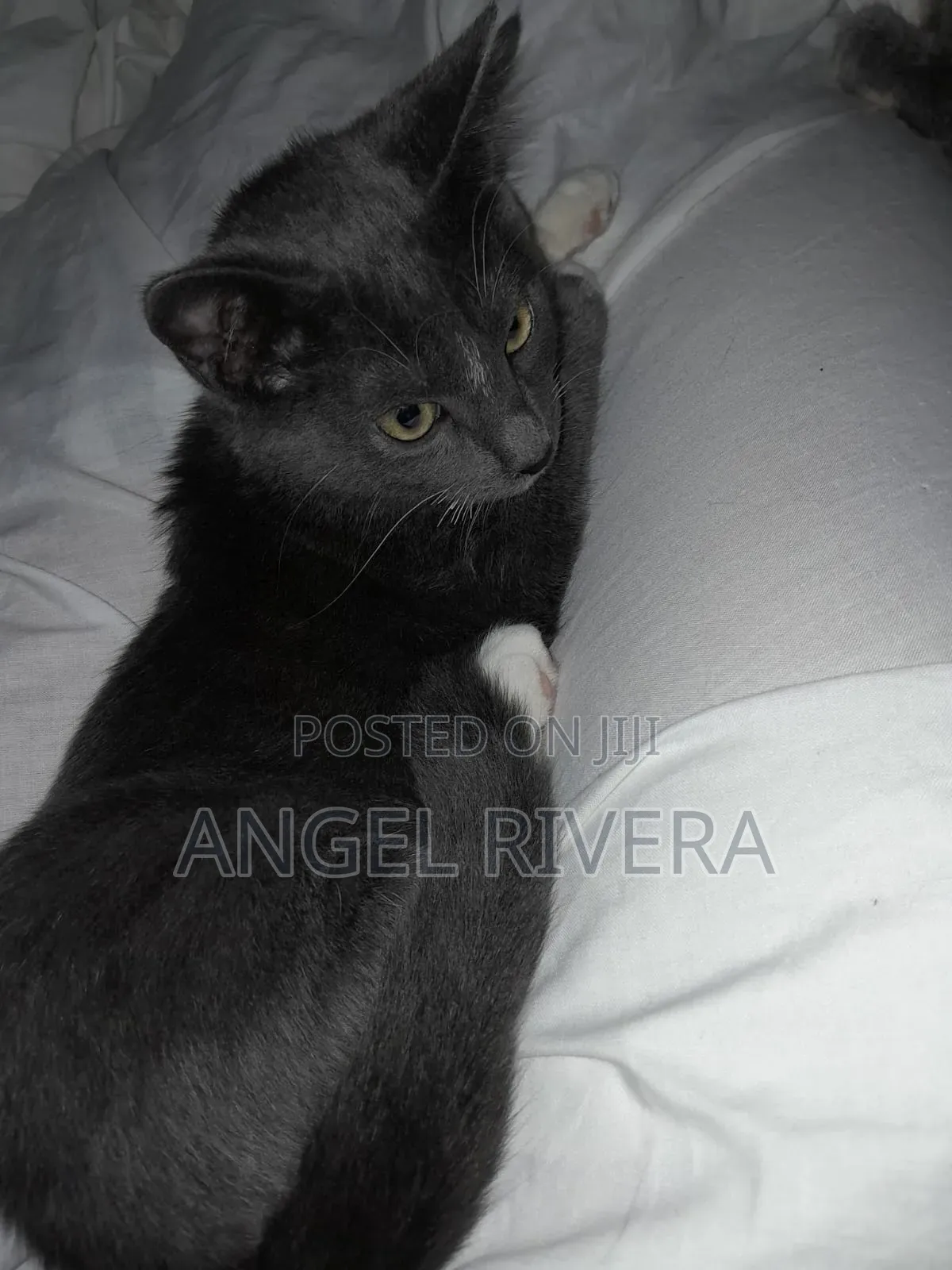 1-3 months Female Mixed Breed Tabby