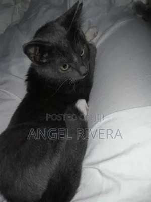 1-3 months Female Mixed Breed Tabby
