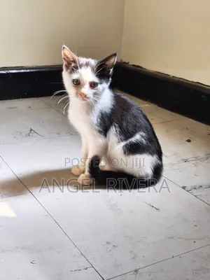 1-3 months Female Mixed Breed Tabby