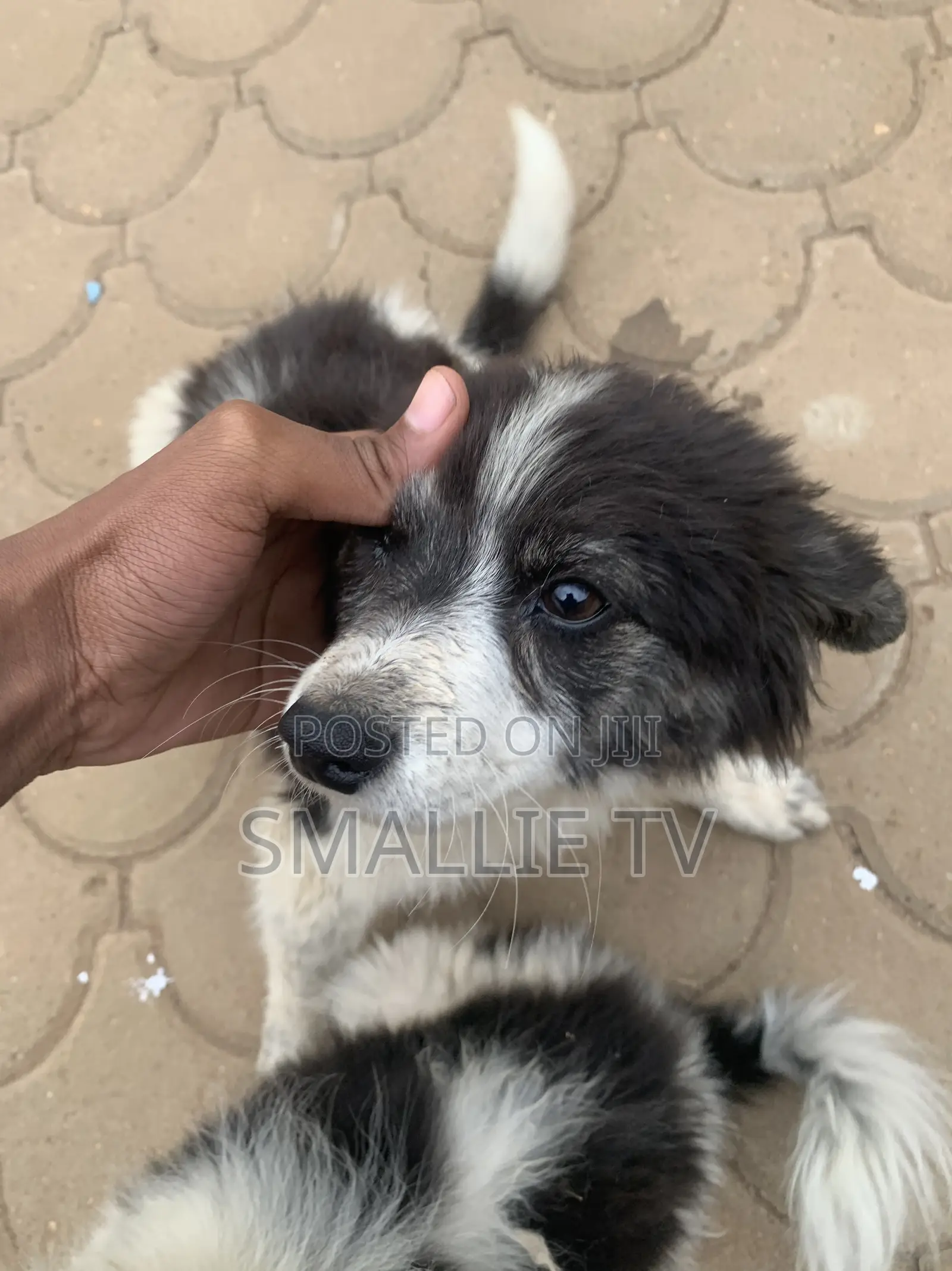 3-6 months Male Mixed Breed Maltese