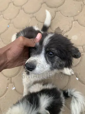 3-6 months Male Mixed Breed Maltese