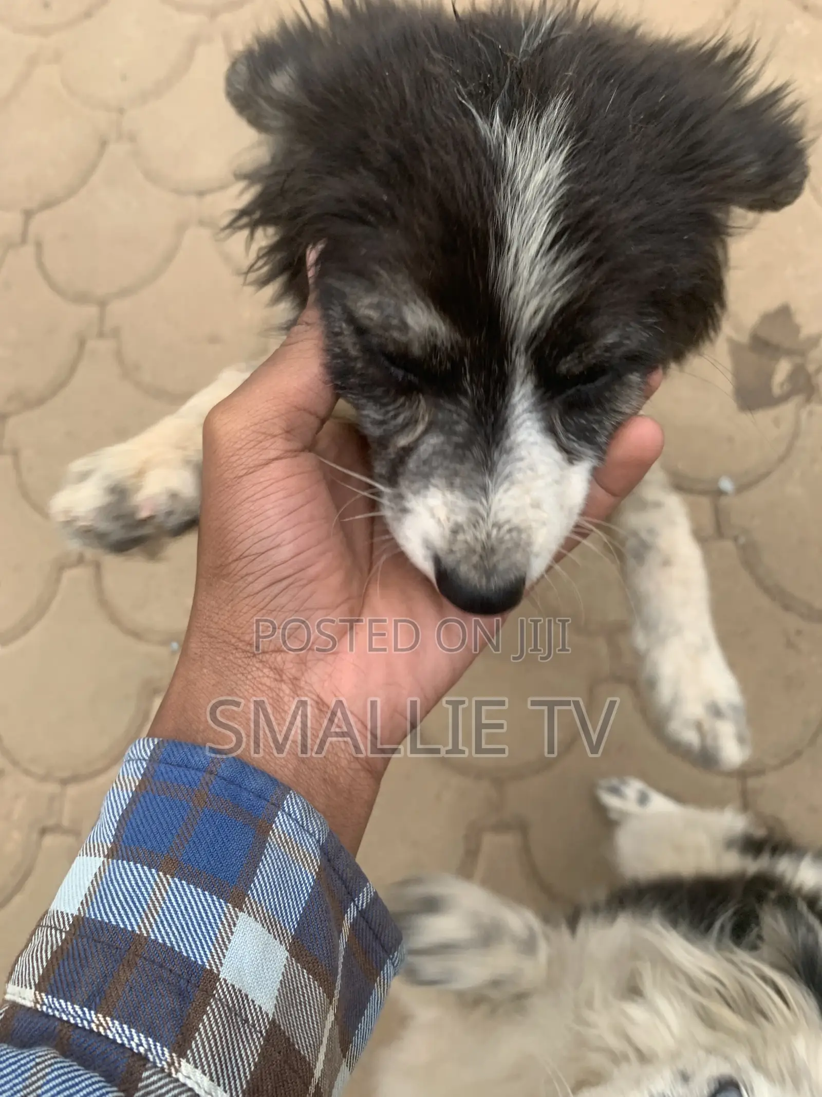 3-6 months Male Mixed Breed Maltese