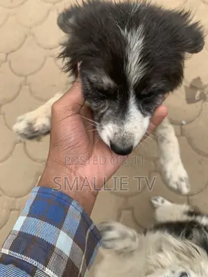 3-6 months Male Mixed Breed Maltese
