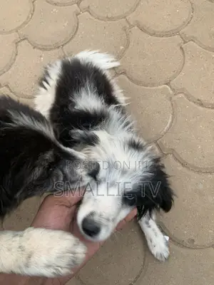 3-6 months Male Mixed Breed Maltese