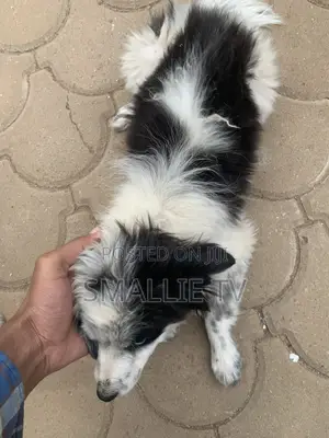 3-6 months Male Mixed Breed Maltese