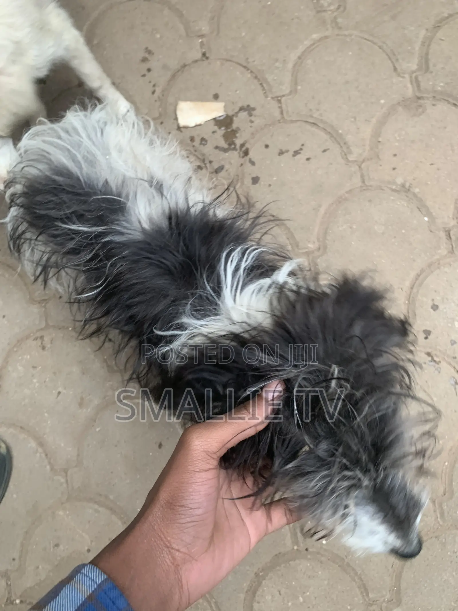3-6 months Male Mixed Breed Maltese