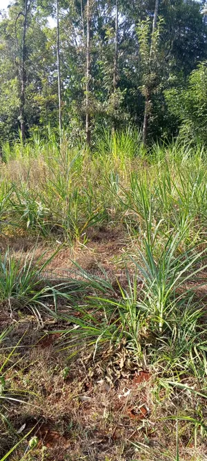 2.5 Acres Land on Sale at Kangaita