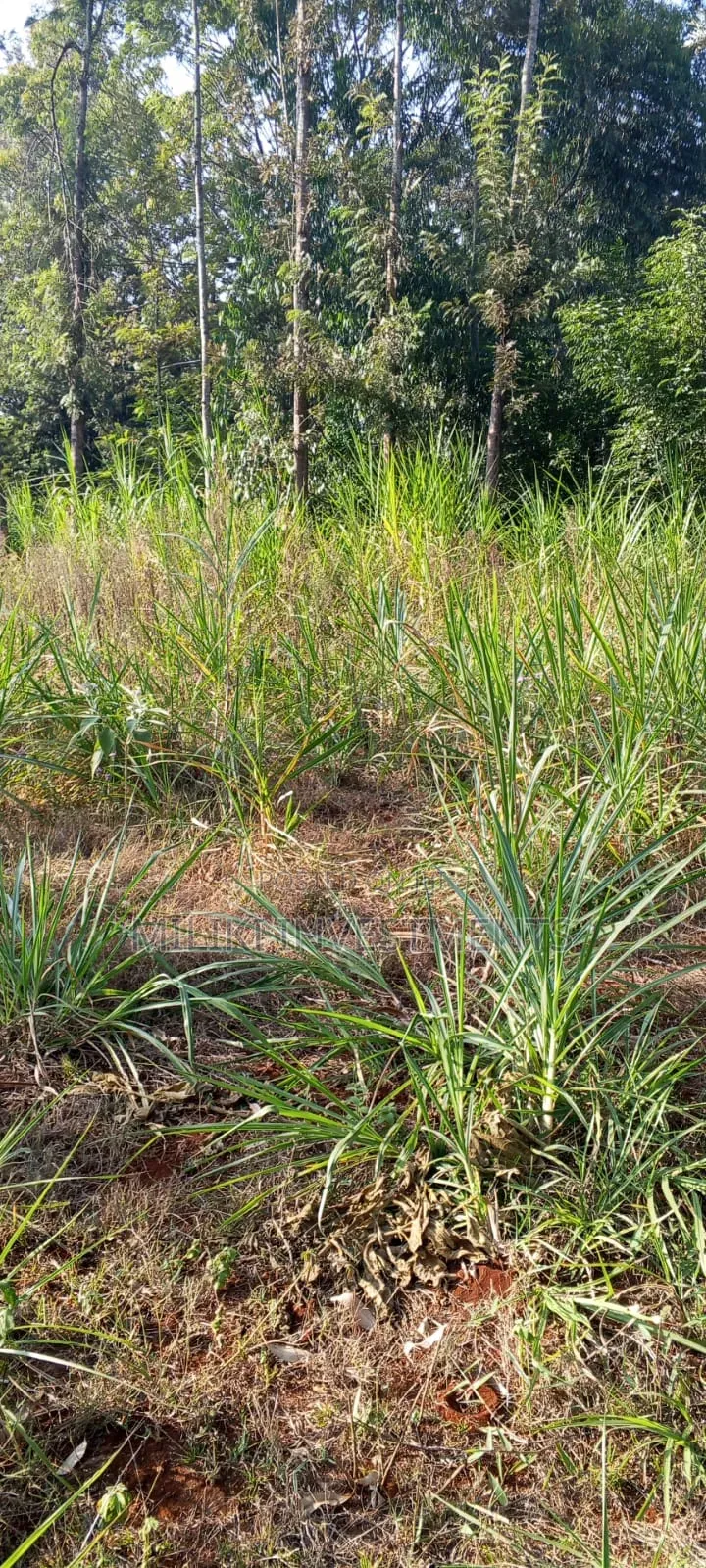 2.5 Acres Land on Sale at Kangaita