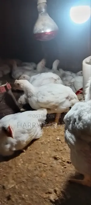Fresh Farm Broilers – Ready Now!