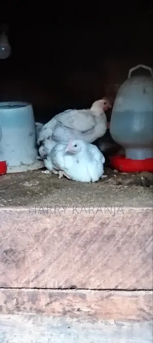 Fresh Farm Broilers – Ready Now!