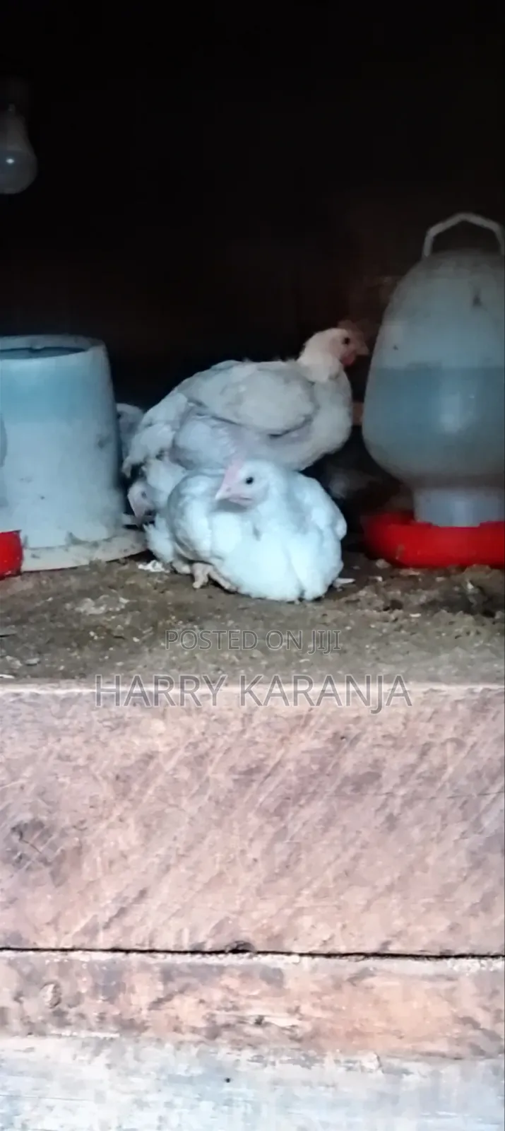 Fresh Farm Broilers – Ready Now!