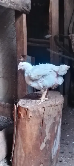 Fresh Farm Broilers – Ready Now!