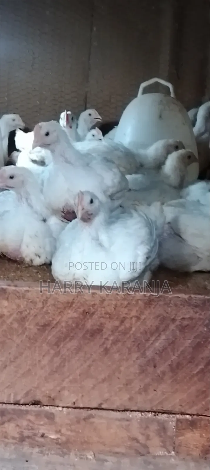 Fresh Farm Broilers – Ready Now!