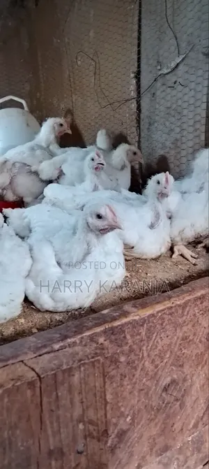 Fresh Farm Broilers – Ready Now!